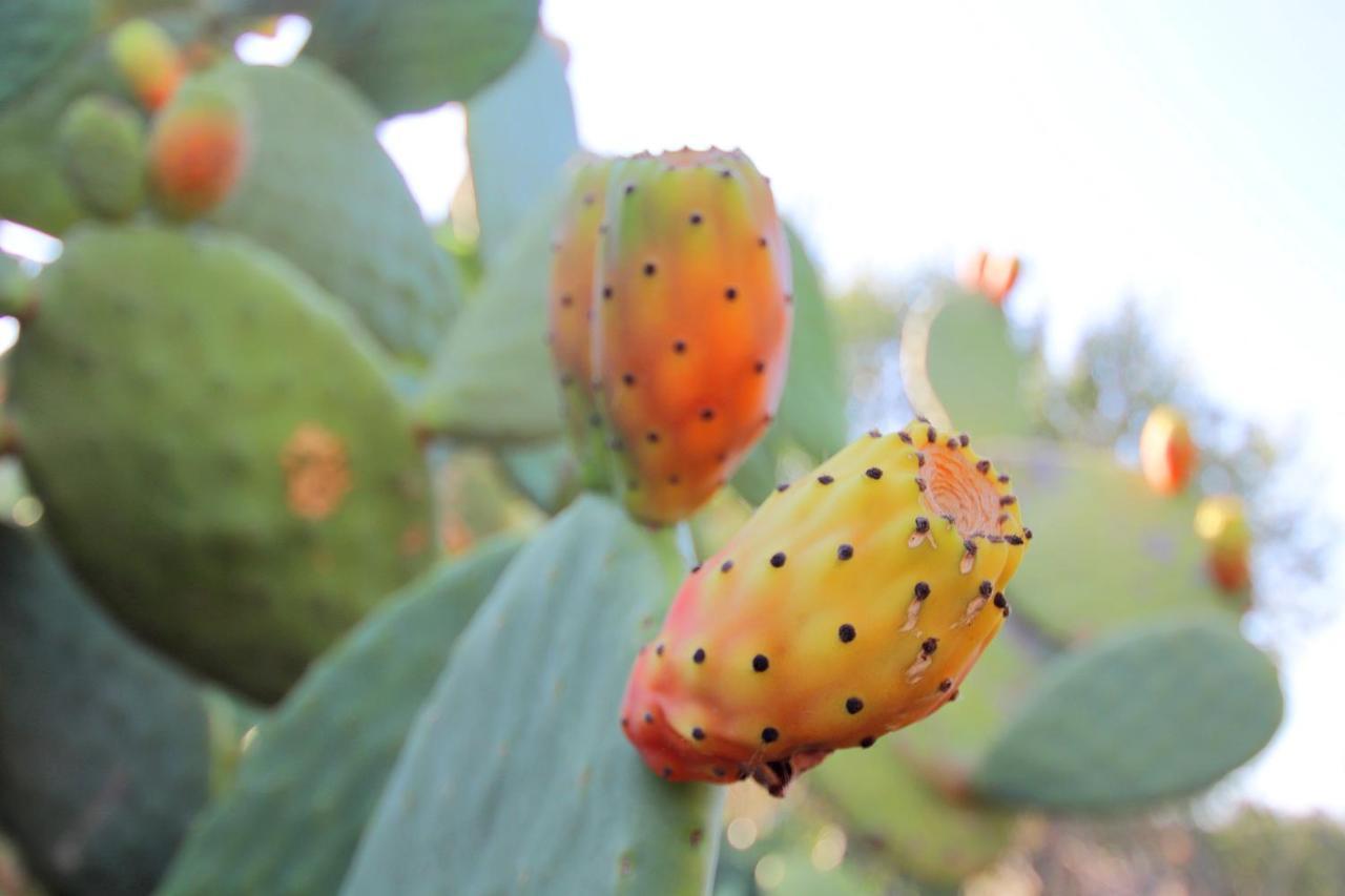 Semesterbostad Torres: Your Charming In Mallorca
